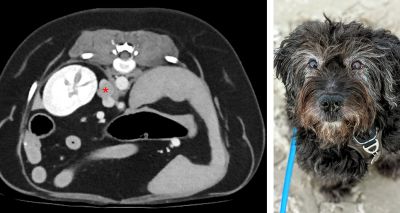 RVC study reveals breed dispositions for rare adrenal tumour